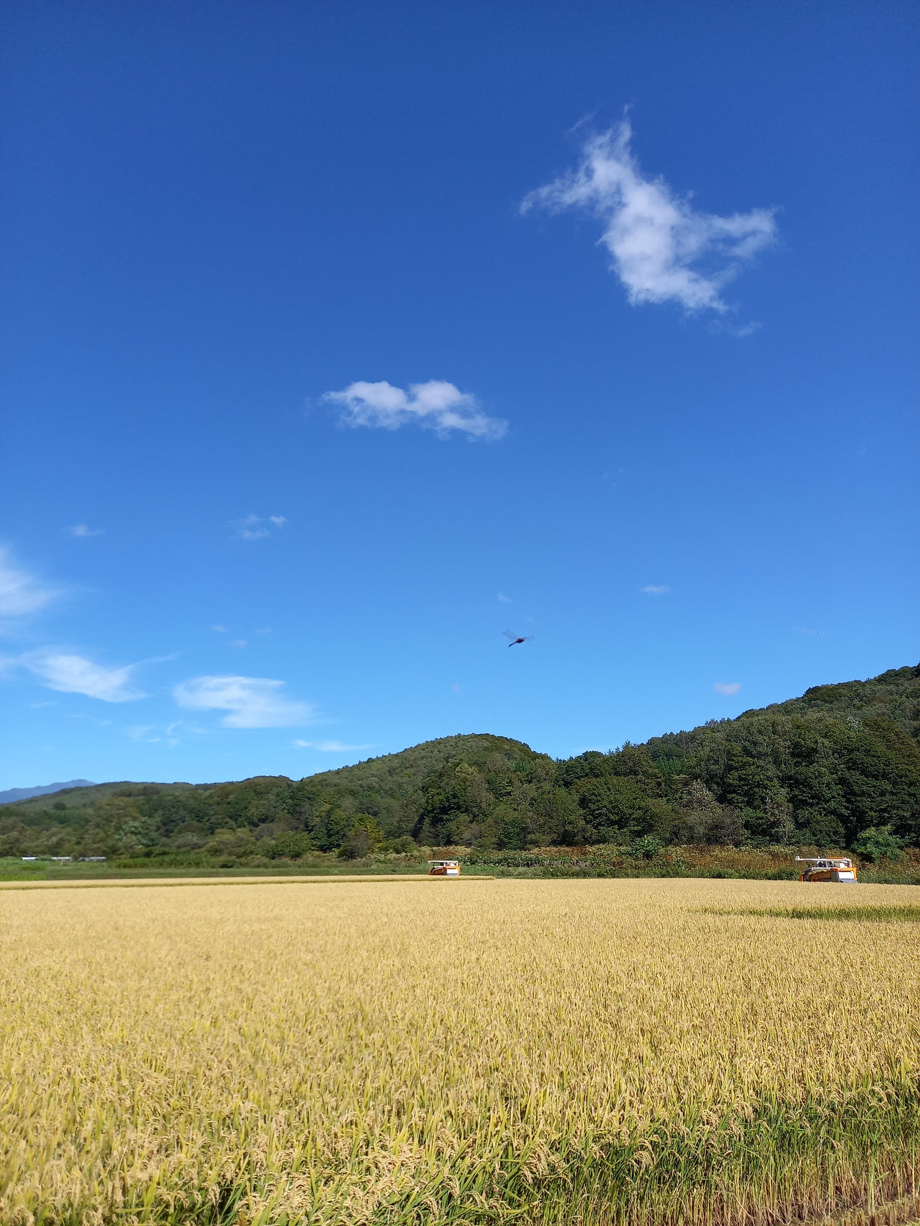 せたなの畑と空