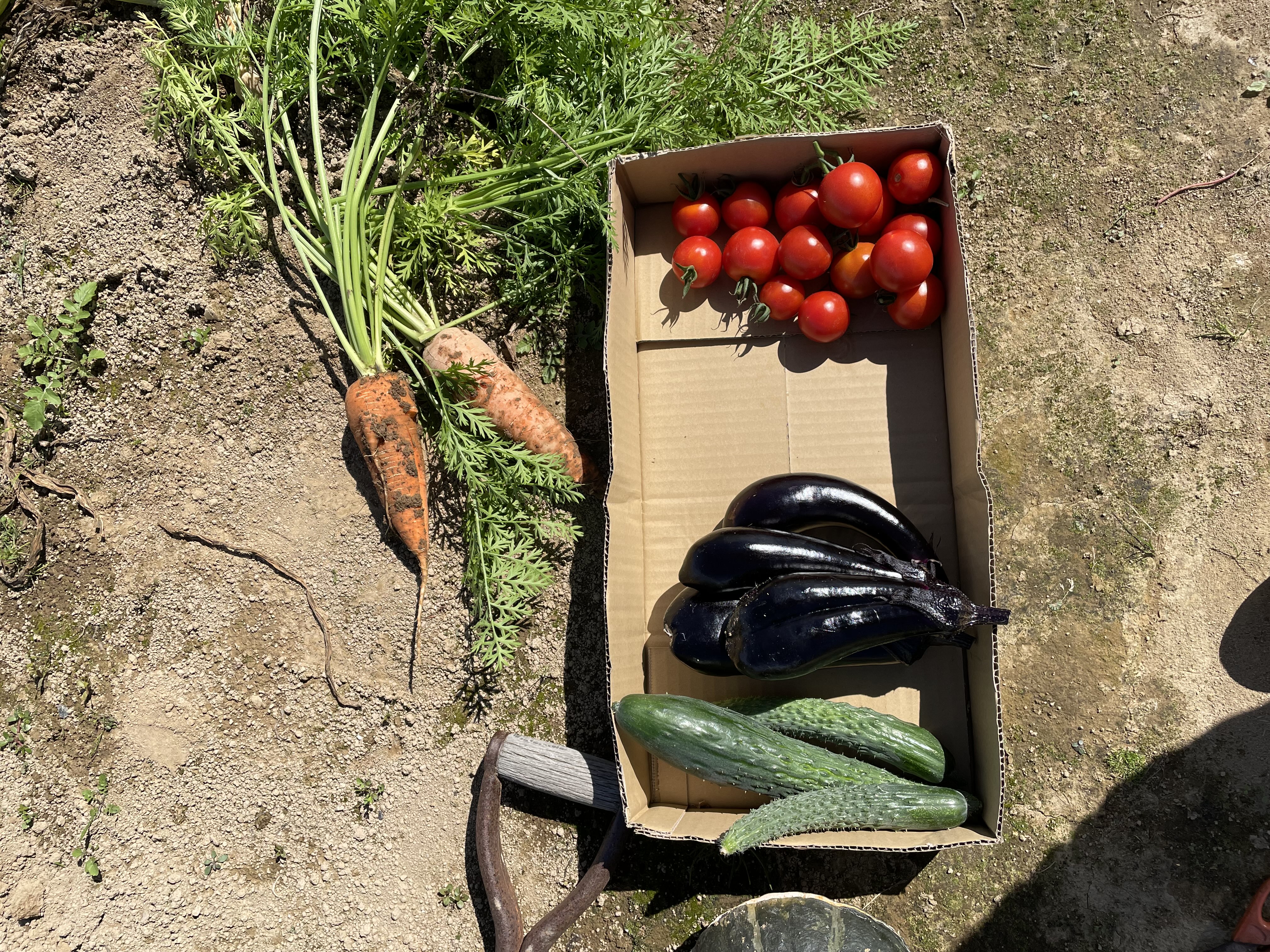 せたなの新鮮な野菜
